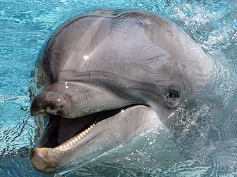 Gift Davy The Dolphin