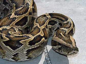 Canadian boys killed by Python