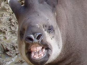 Toddler mauled by Tapir