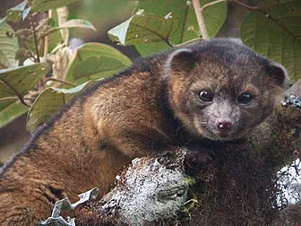 'New' species identifi...