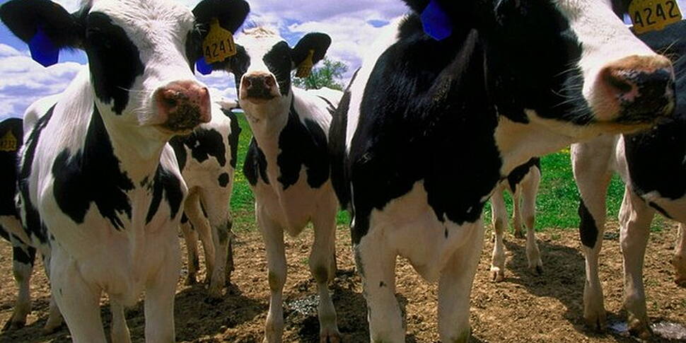 Cow Pat Roulette