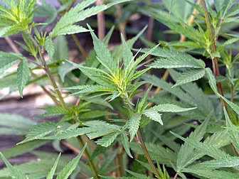 Doctors will be allowed to pre...