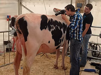 Cows compete for champion titl...
