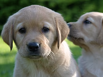 Want to know how Guide dogs tr...