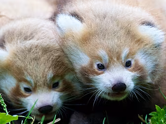 BABY PANDAS BORN AT DUBLIN ZOO...