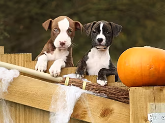 Halloween advice for dog owner...