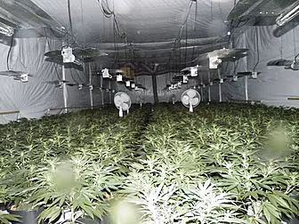 PICS: €2 million of cannabis p...