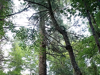 Ireland's tallest tree sin...
