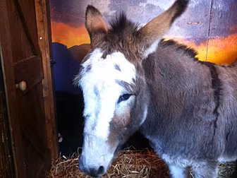 Animal crib opens at Dublin...