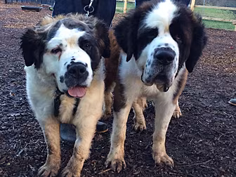Puppy farm closed in Dublin 15