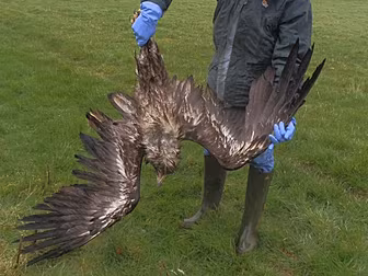 Eagle shot dead in Tipperary