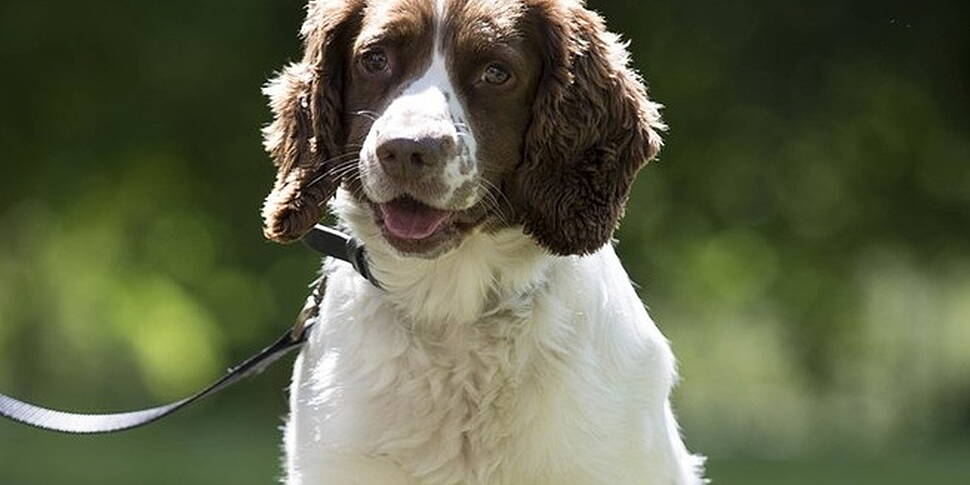 Revenue dog Barney wins award