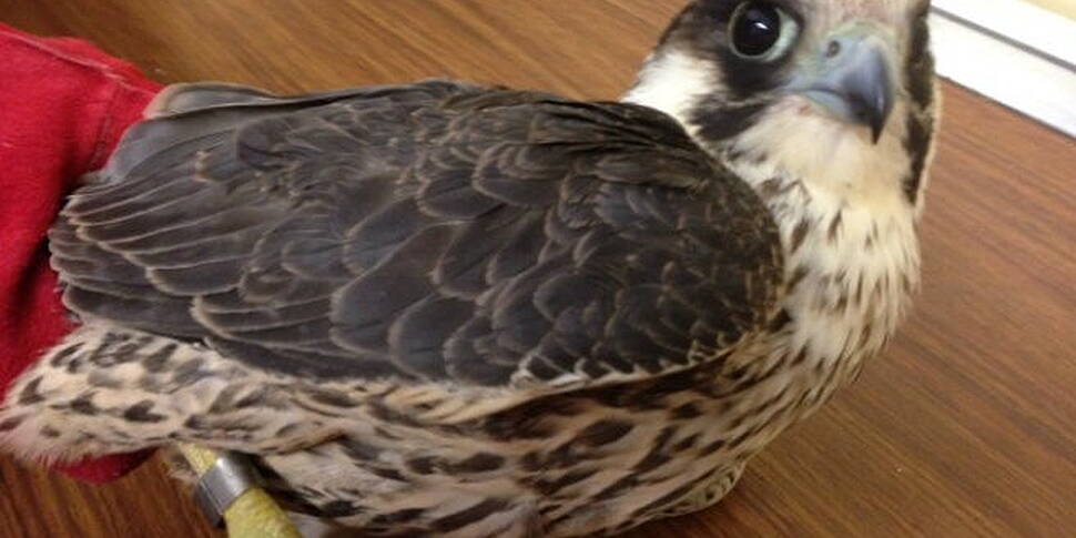 Falcon shot down in Wexford