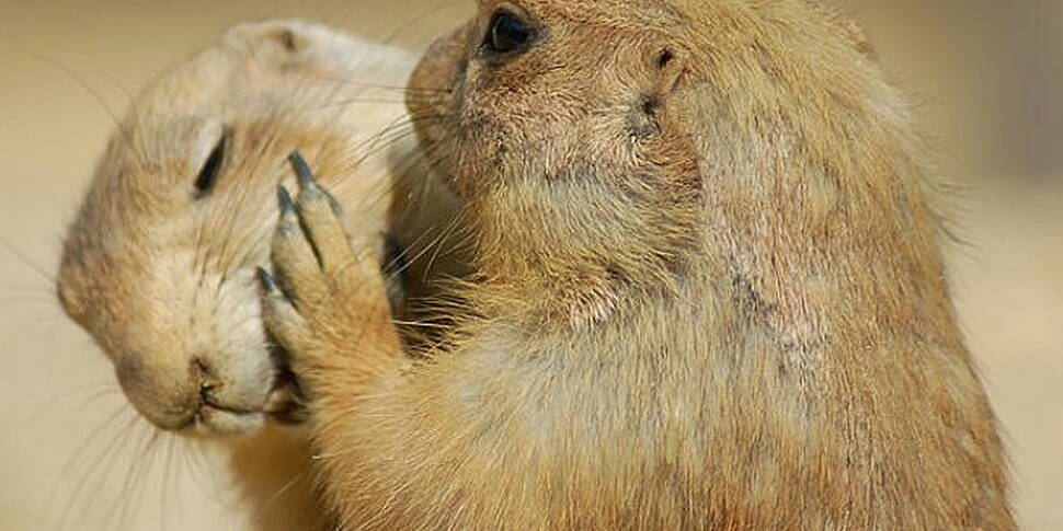 Psst! What makes good goss?