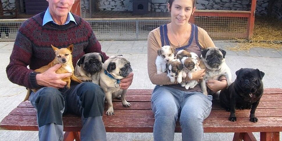 Dogs stolen from pet farm in C...