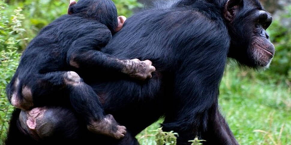 Should chimpanzees have rights...