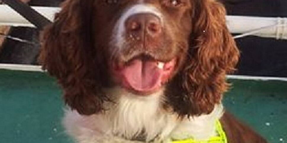 Ollie helps seize cocaine at S...