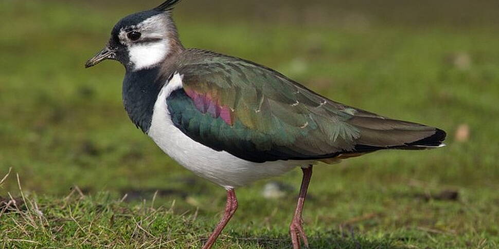 Bird sanctuary in Antrim priso...