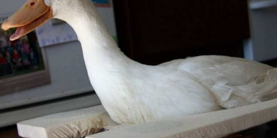 Disabled duck gets a wheelchai...