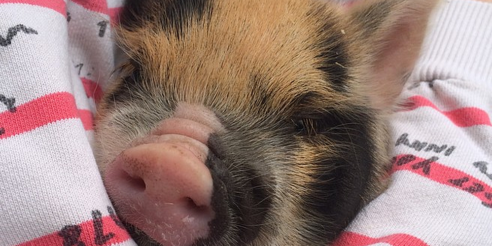 LOOK AT THIS CUTE PIG. LOOK! S...