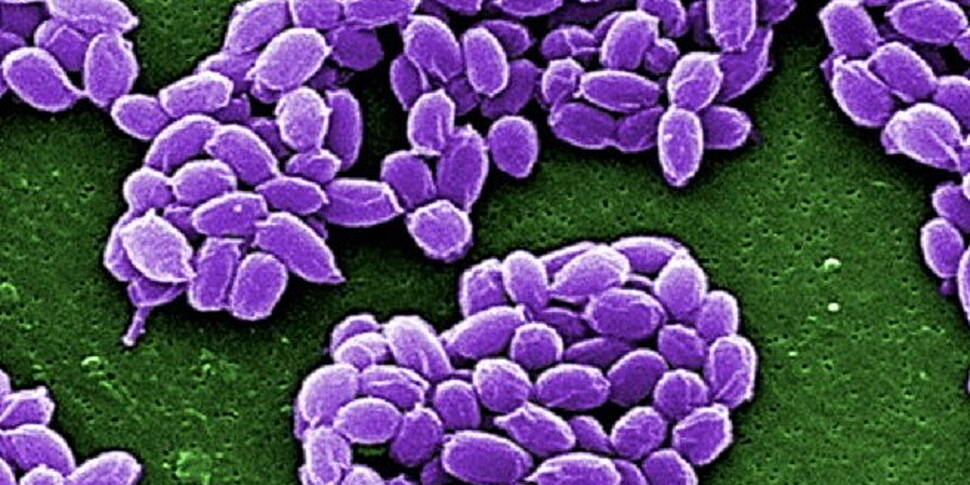 US military reviews anthrax pr...