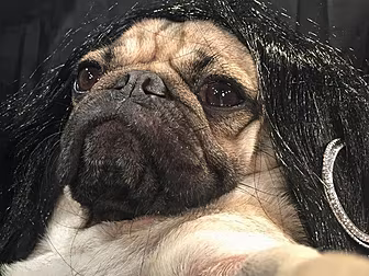This pug recreating Kardashian...