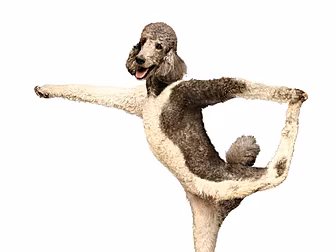 This dog is a better dancer th...