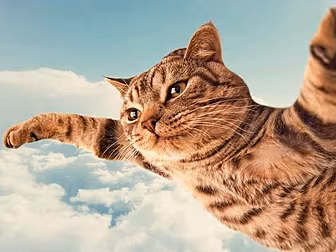 Is it a bird? Is it a plane?