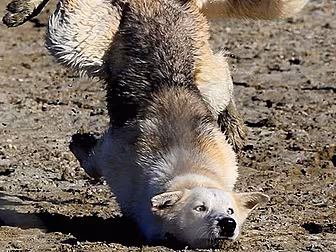 Perfectly Timed Photos Of Dogs...
