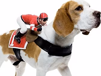 Horse racing has gone to the d...