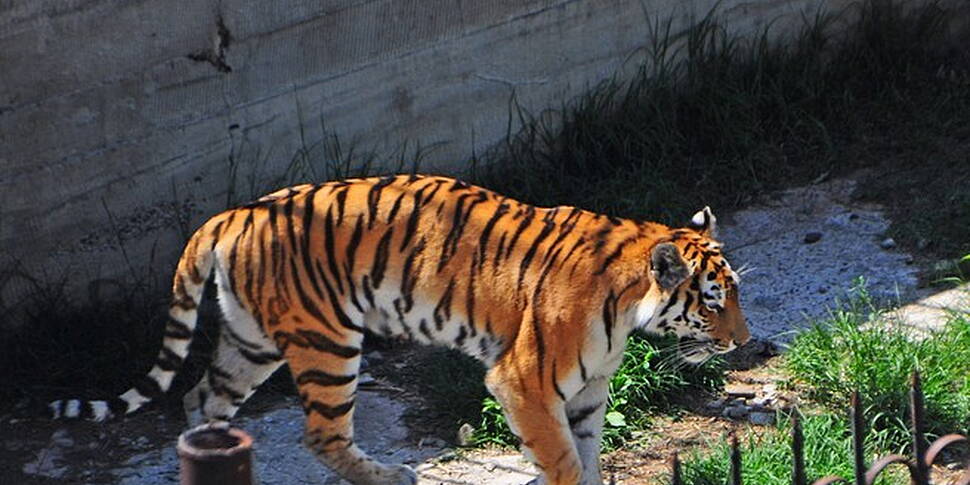 Animals escape Georgia zoo in...