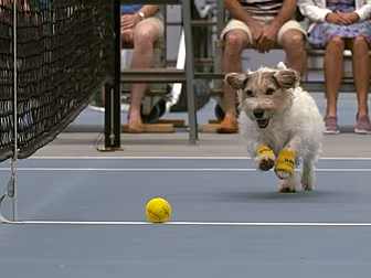 These Dogs Are Having A Ball!