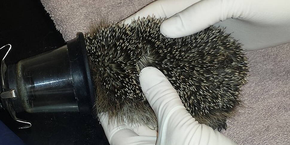 Baby hedgehog rescued from dis...