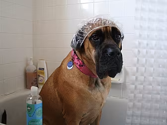 A car wash...for your dog...ki...