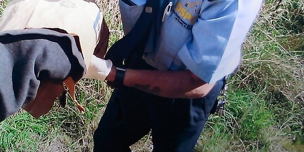 DSPCA say they are shocked man...