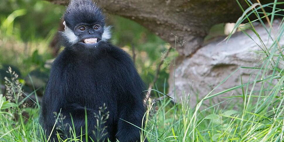 Langurs land in Cork