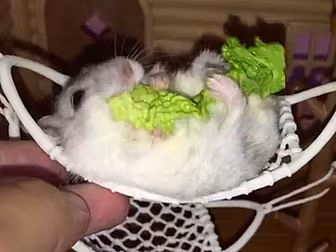 Hamster In A Hammock Alert!