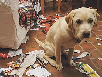Dog begs for forgiveness...Hmp...