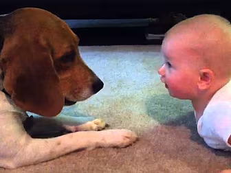 Beagle Meets Baby For The Firs...