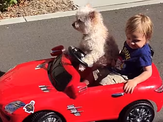 Dog Chauffeur Anyone? 