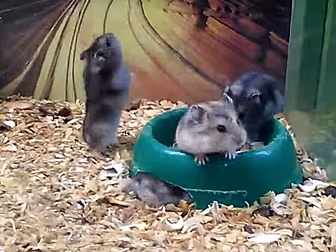 This Hamster? An Absolute Mess...