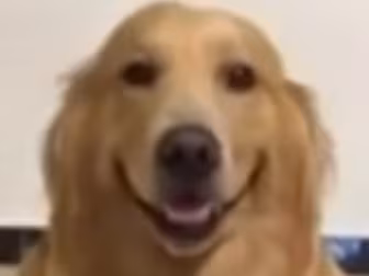 Dog Smiles Your Monday Blues A...