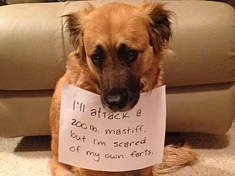 Dogs + Confession Notes = Ador...