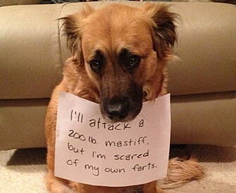 Dogs + Confession Notes = Ador...