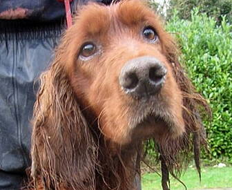 ISPCA: A dog is not just for C...