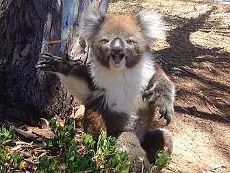Adorable Koala throws a right...