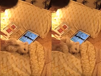 Dog Clapping 1 - Blue Monday 0