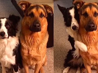 Dog gives her best pal a hug.