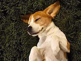 Do You Sleep Talk?
