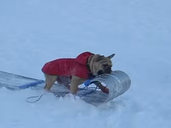 This Dog Is Our New Hero